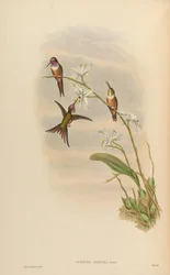 Doricha lyrura = Calliphlox evelynae